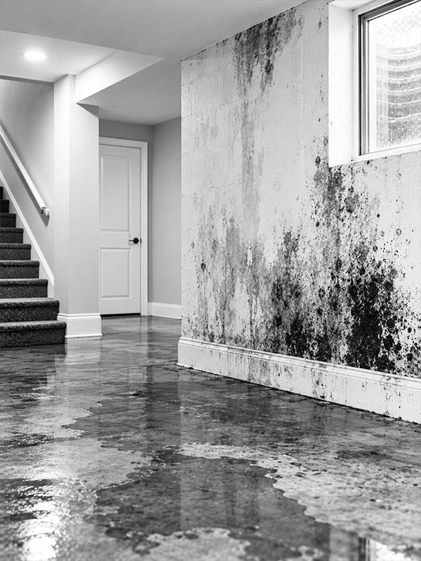 hero-mold-remediation